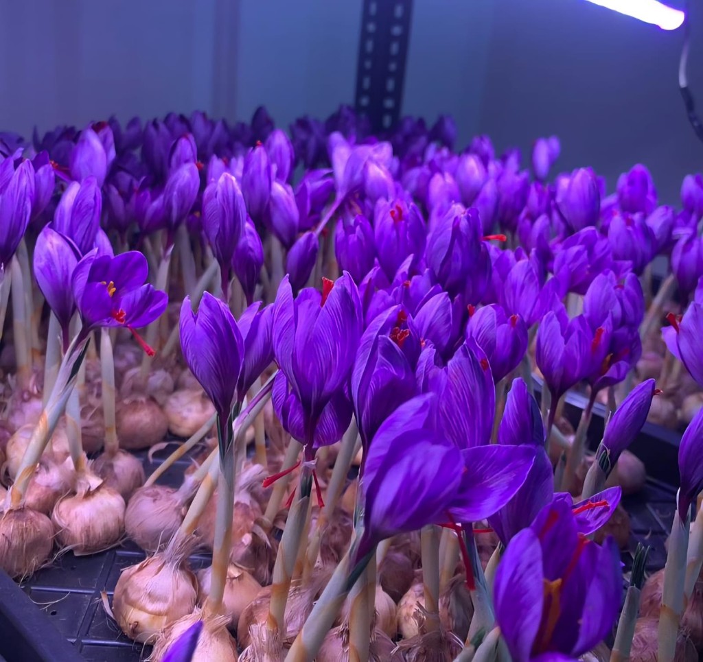 Saffron crocus flowers with red stigmas in indoor cultivation